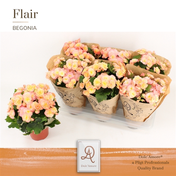 <h4>Begonia Hailey sunset P14 Dolc'Amore® Kraft</h4>