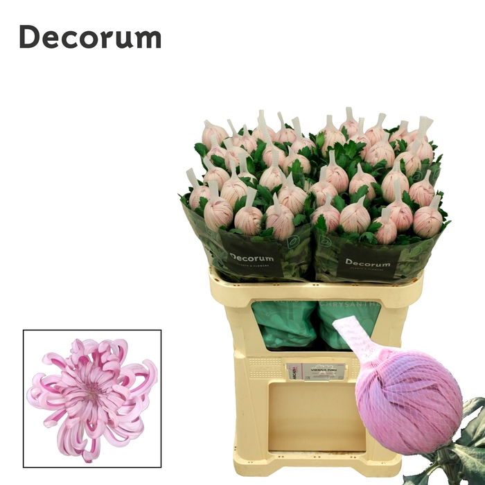 <h4>Chrys bl vienna</h4>