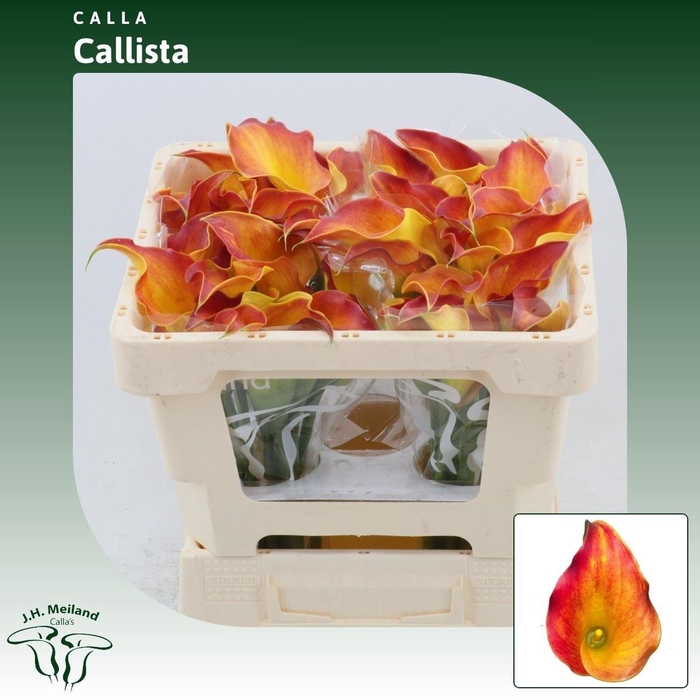 <h4>Calla Callista</h4>