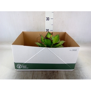 Agave potatorum