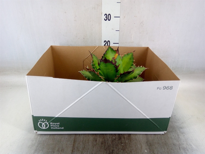 <h4>Agave potatorum</h4>