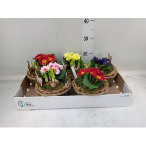 Arr.   Tuinplanten L%