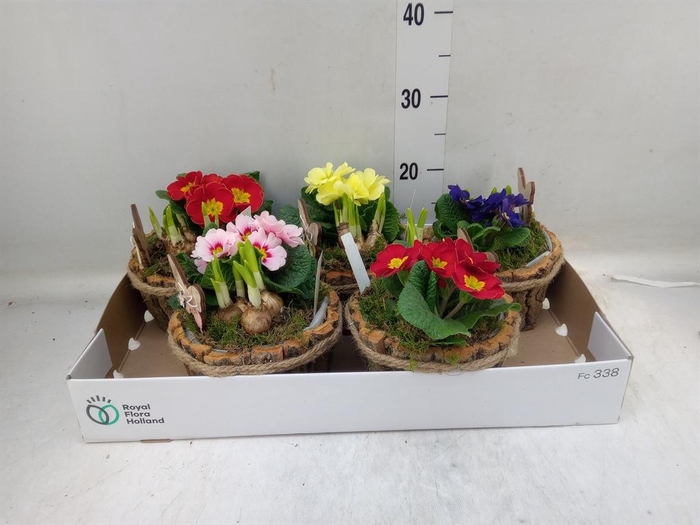 <h4>Arr. Tuinplanten L%</h4>