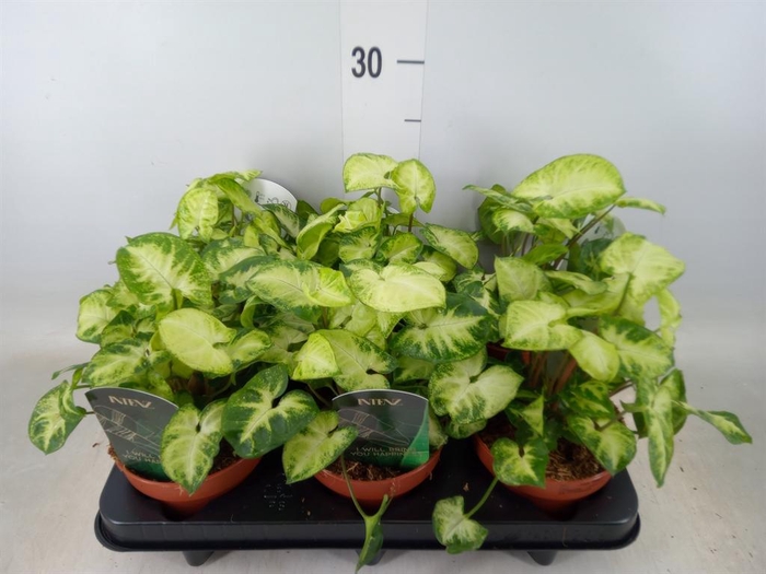 <h4>Syngonium  'Pixie'</h4>