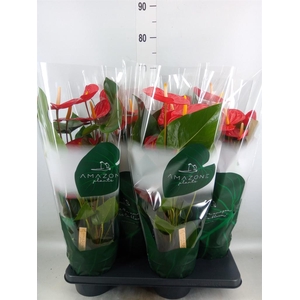 Anthurium andr. 'Idaho'