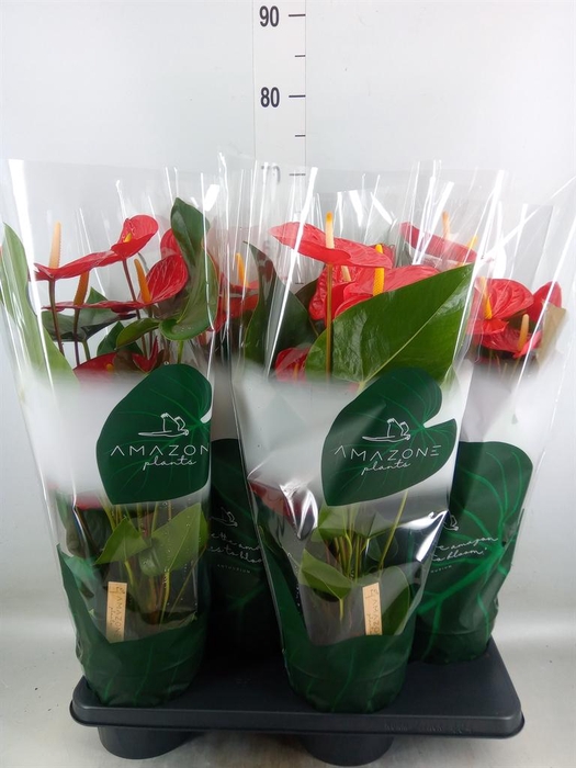 <h4>Anthurium andr. 'Idaho'</h4>