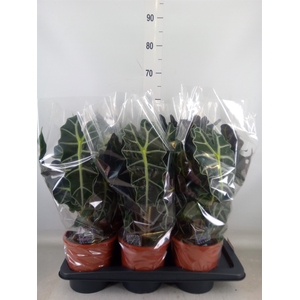 Alocasia amazonica 'Polly'