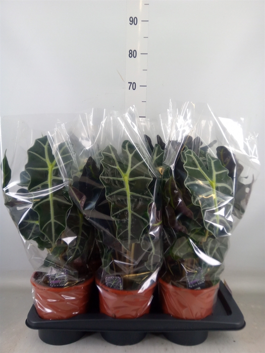 <h4>Alocasia amazonica 'Polly'</h4>