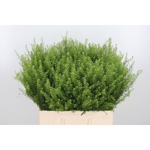 Lepidium Vir. Gwelo Green