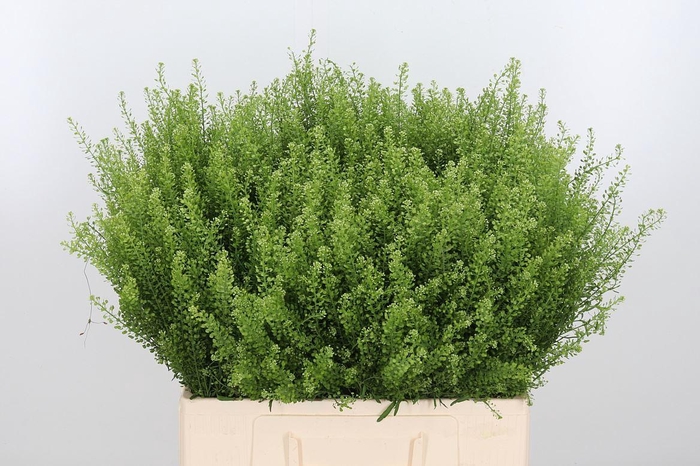 <h4>Lepidium Vir. Gwelo Green</h4>