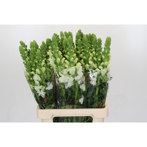 Antirrhinum Potomac White