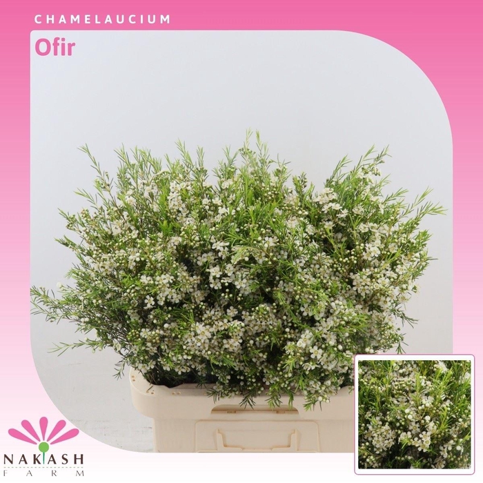 <h4>Chamelaucium Ofir</h4>