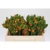 Ornithogalum Dubium Sunshine