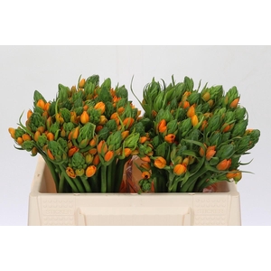 Ornithogalum Dubium Sunshine