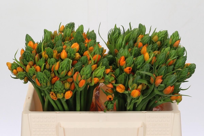 <h4>Ornithogalum Dubium Sunshine</h4>