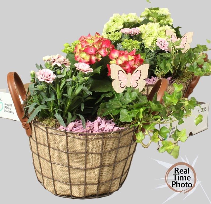 <h4>ARR TUINPLANTEN</h4>