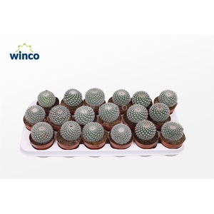 Mammillaria Hahniana