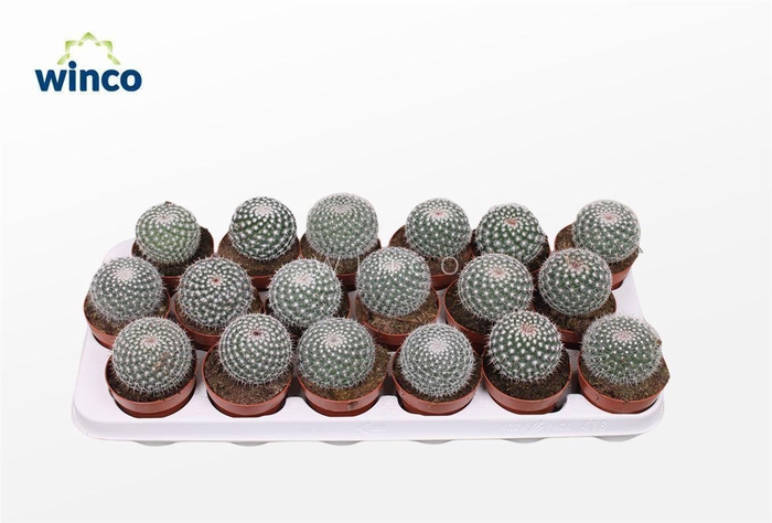 <h4>Mammillaria Hahniana</h4>