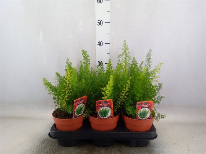 <h4>Asparagus dens. 'Meyers'</h4>
