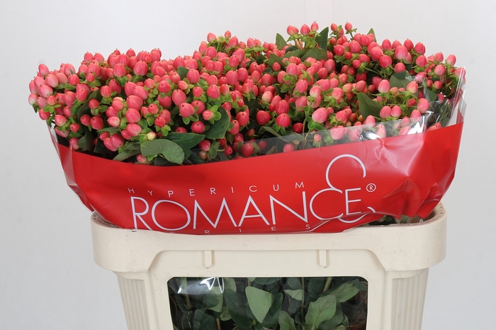 <h4>Hypericum Sweet Romance Spray</h4>