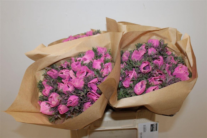 <h4>Anem Marianne Powder Fuchsia</h4>