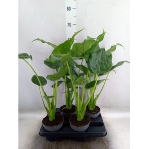 Alocasia cucullata