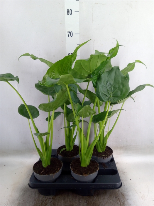 <h4>Alocasia cucullata</h4>