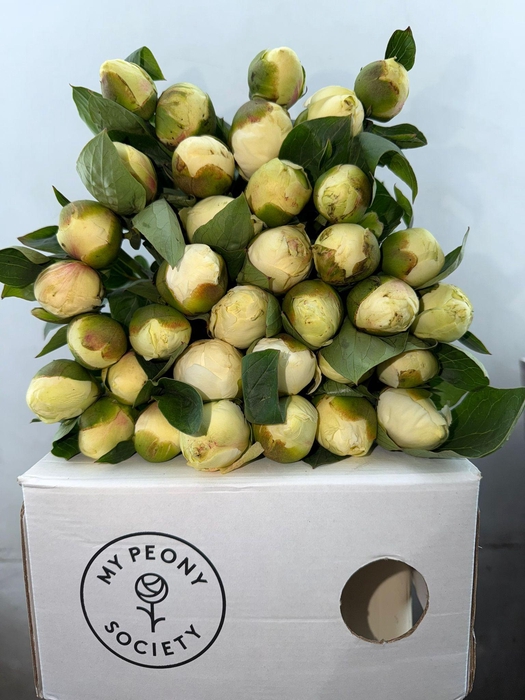 <h4>Paeonia Lact. Bridal  Shower</h4>