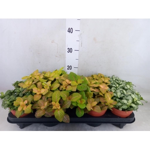 Fittonia   ...mix