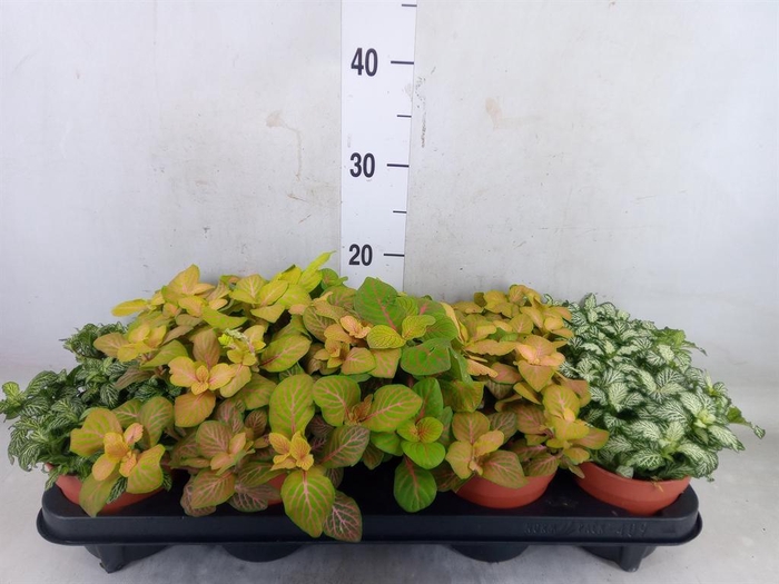 <h4>Fittonia ...mix</h4>