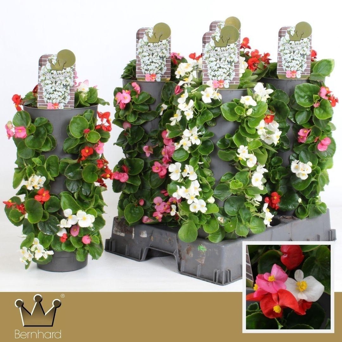 <h4>Begonia Wanderella - Mixcc</h4>