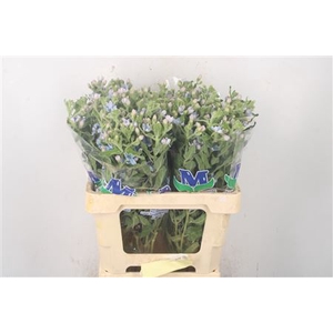 Oxypetalum Tan Pur Blue