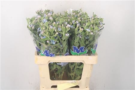 <h4>Oxypetalum Tan Pur Blue</h4>