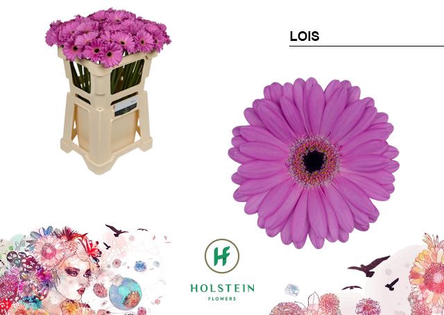 <h4>Germini Lois Water</h4>