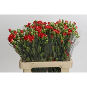 Dianthus Sp Lander