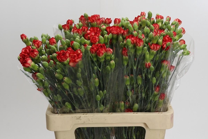 <h4>Dianthus Sp Lander</h4>