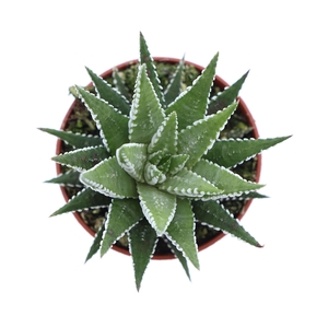 Haworthia fasciata 'Big Band'