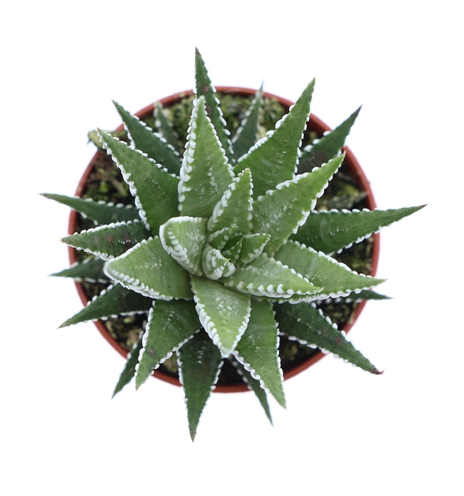 <h4>Haworthia fasciata 'Big Band'</h4>