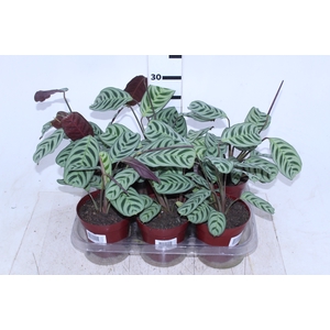 MARANTA BURLE MARX P12