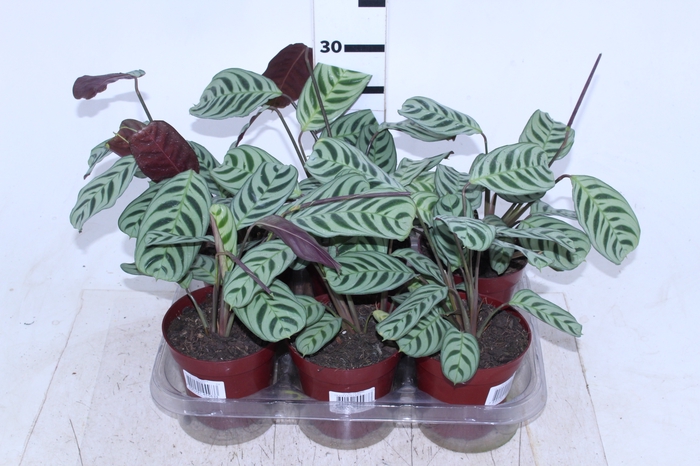 MARANTA BURLE MARX P12