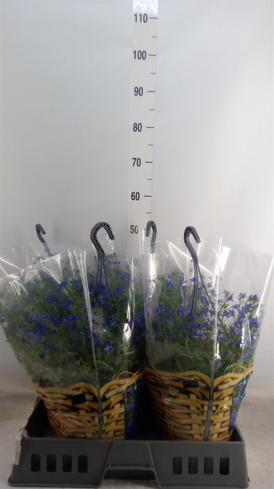 <h4>Lobelia  'Curacao Dark Blue'</h4>
