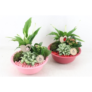 arr2 PL - Zink schaal roze/rood 285/4