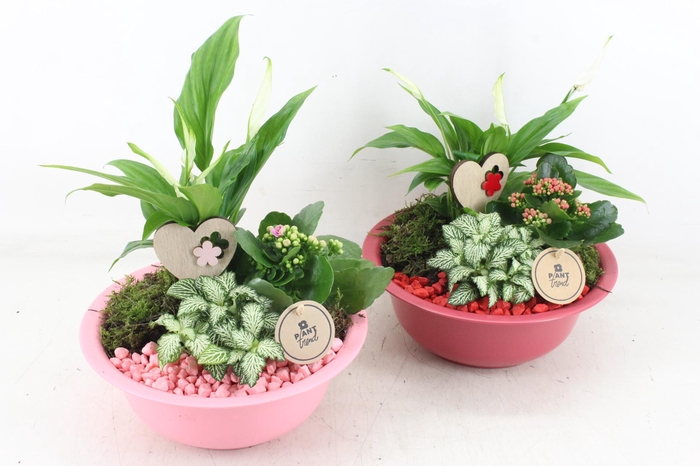 <h4>arr2 PL - Zink schaal roze/rood 285/4</h4>