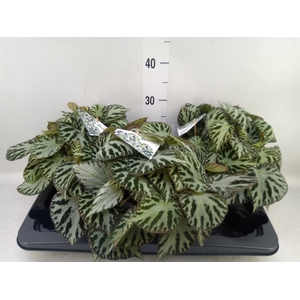 Begonia BD 'Silver Jewell'