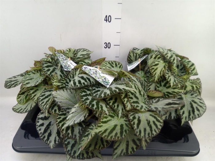 <h4>Begonia BD 'Silver Jewell'</h4>