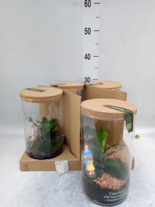 <h4>Arr.    Planten  H%</h4>