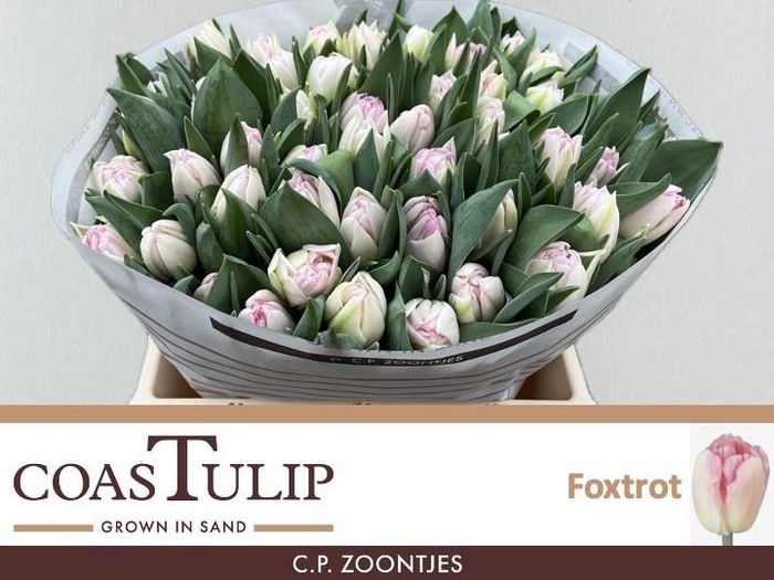 <h4>TU DU FOXTROT</h4>