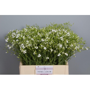 SAPONARIA OV