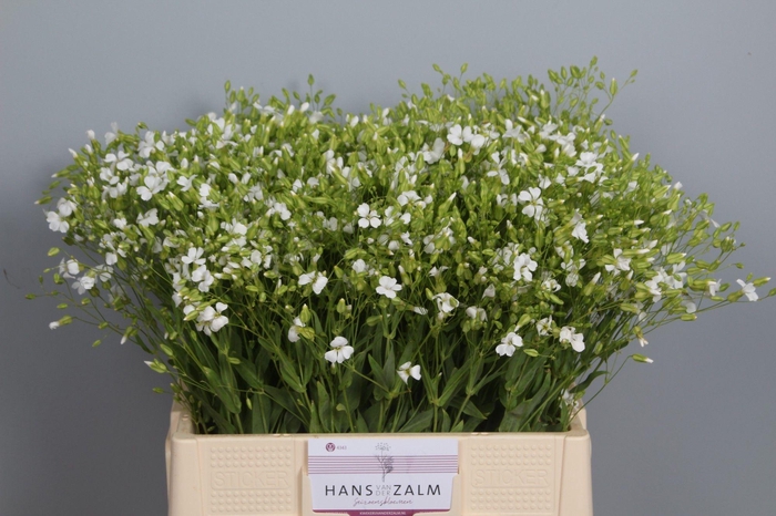 <h4>SAPONARIA OV</h4>