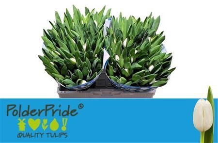 <h4>Tu En Royal Virgin</h4>